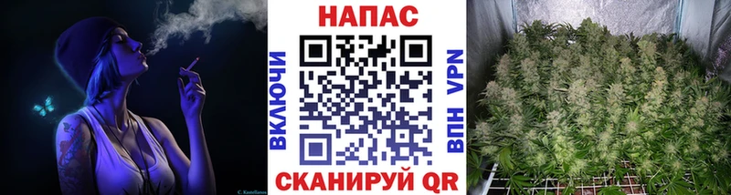 Конопля OG Kush  Камызяк 